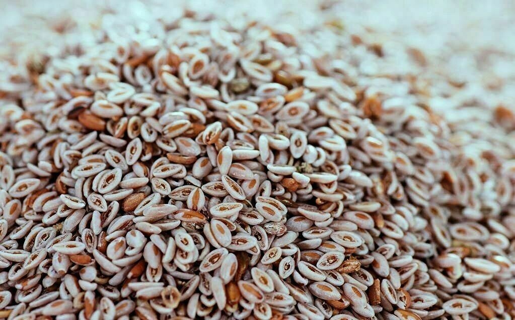 Psyllium Tohumları: Sağlığınızı Artırmak İçin Doğal Çözüm